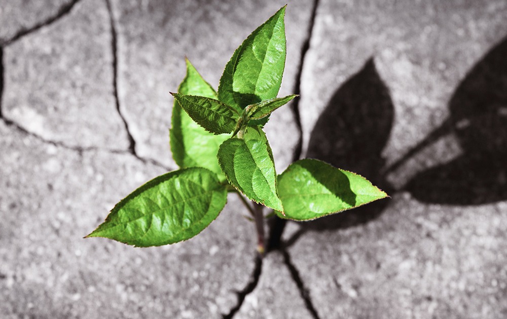 Bachofner Crises Alliance | Wenn Hitze zum Risiko wird